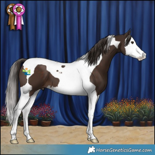 Horse Color:Liver Chestnut Splash Tobiano 