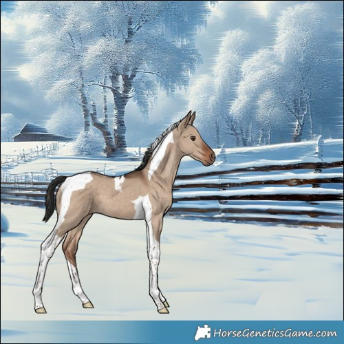 Horse Color:Liver Red Dun Tobiano 