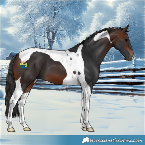 Horse Color:Brown Tobiano
