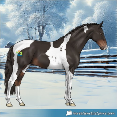 Horse Color:Liver Chestnut Tobiano 