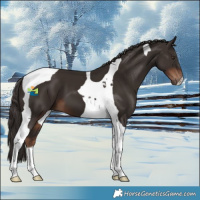 Horse Color:Liver Chestnut Tobiano 