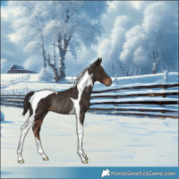 Horse Color:Liver Chestnut Tobiano Rabicano