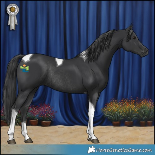 Horse Color:Black Tobiano Rabicano
