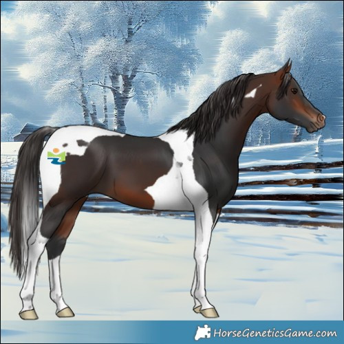 Horse Color:Bay Tobiano 