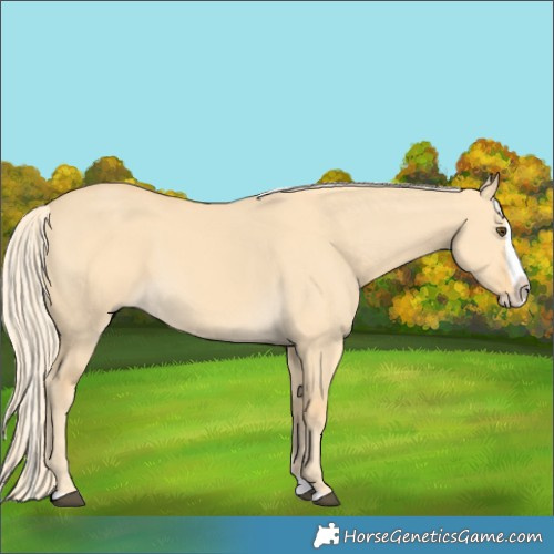 Horse Color:Palomino Dun Splash 