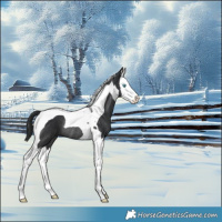 Horse Color:Black Splash Tobiano Rabicano