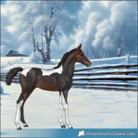 Horse Color:Bay Tobiano 