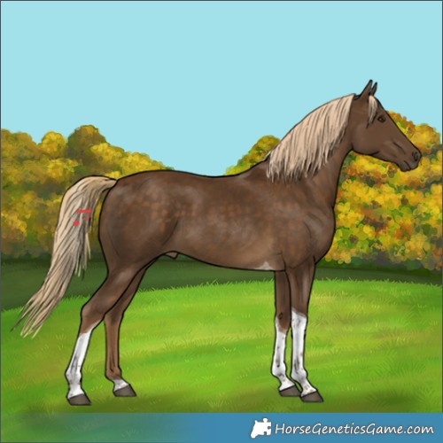 Horse Color:Chocolate Palomino Tobiano