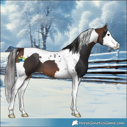 Horse Color:Bay Splash Tobiano 