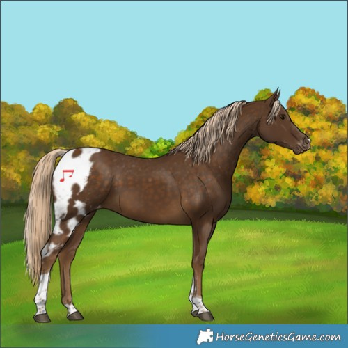 Horse Color:Chocolate Palomino Tobiano Skewed Appaloosa