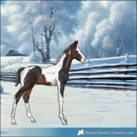 Horse Color:Bay Splash Tobiano Rabicano 