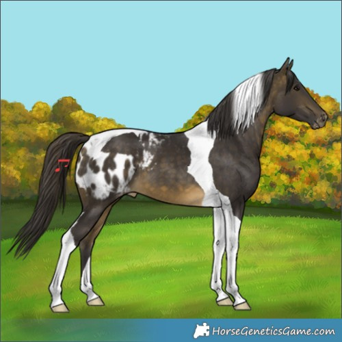 Horse Color:Buckskin Tobiano Skewed LP Spotted 