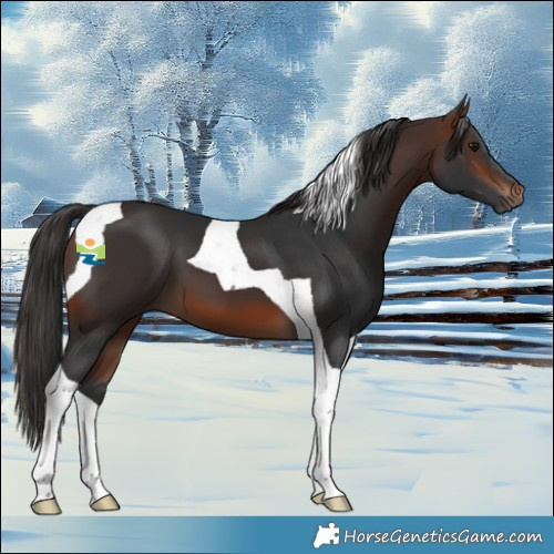 Horse Color:Brown Tobiano 