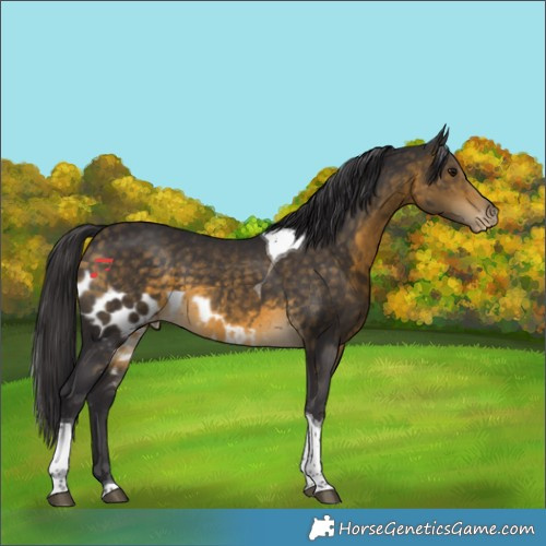 Horse Color:Buckskin Tobiano Skewed Appaloosa
