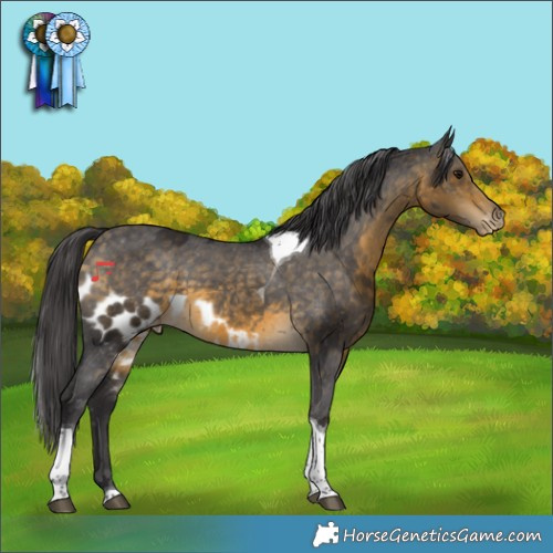 Horse Color:Buckskin Tobiano Skewed Appaloosa 