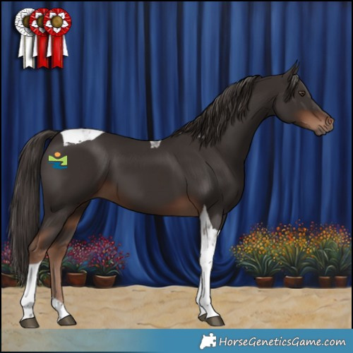 Horse Color:Liver Chestnut Tobiano 