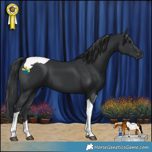 Horse Color:Black Tobiano 