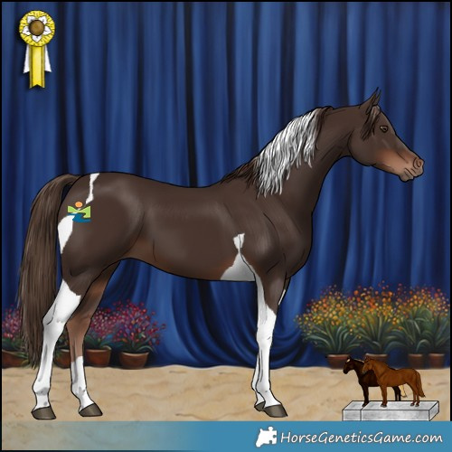 Horse Color:Liver Chestnut Tobiano