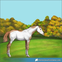 Horse Color:Red Dun Frame