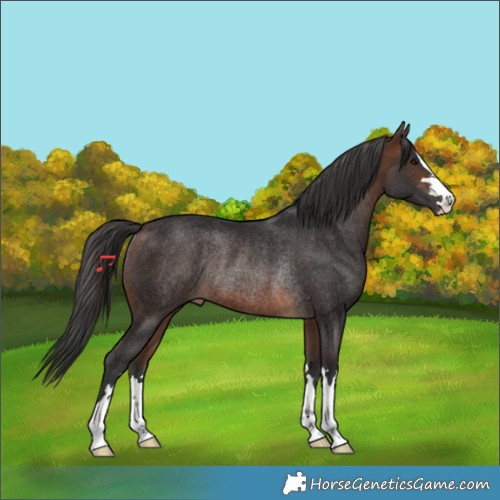 Horse Color:Brown Rabicano
