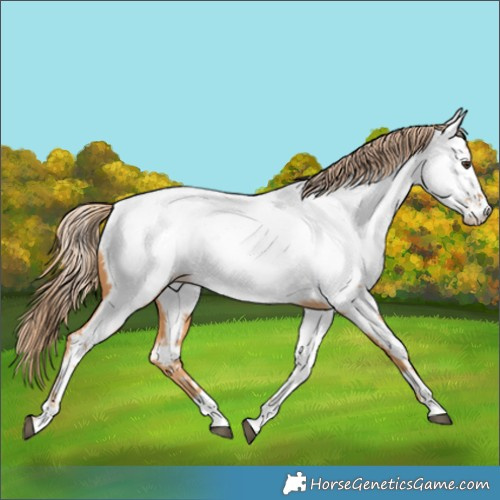 Horse Color:Chestnut Appaloosa 