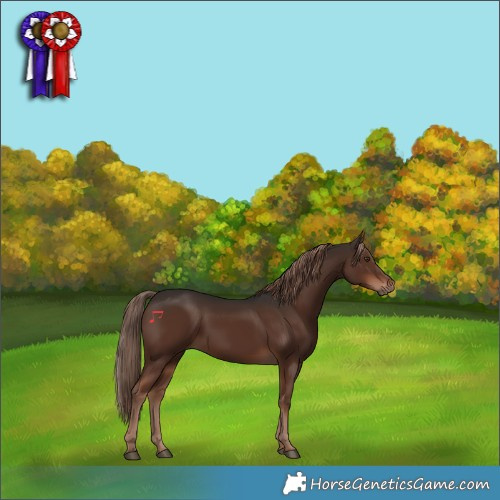 Horse Color:Liver Chestnut Rabicano
