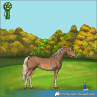 Horse Color:Chocolate Palomino Rabicano