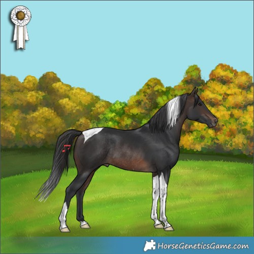 Horse Color:Brown Tobiano Rabicano
