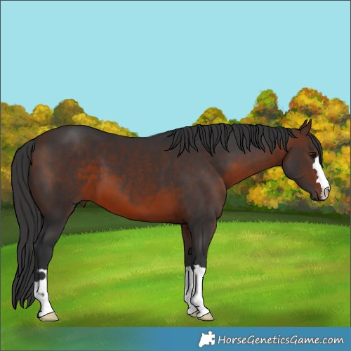 Horse Color:Brown 