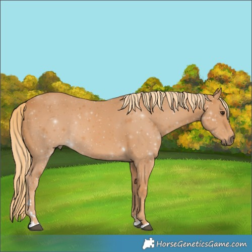 Horse Color:Chestnut Rabicano 