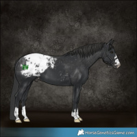 Horse Color:Black Blanket 