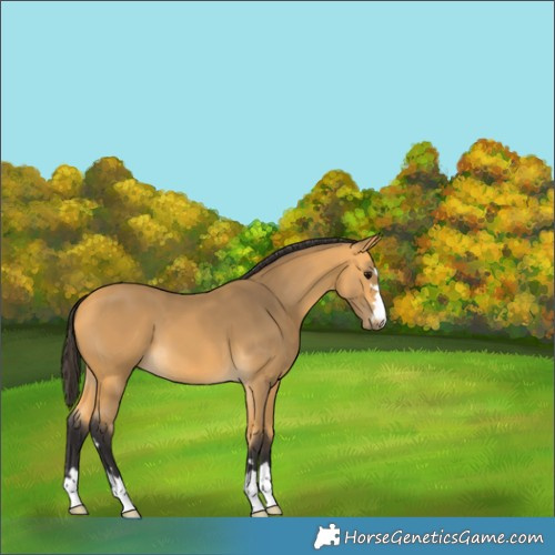 Horse Color:Buckskin 