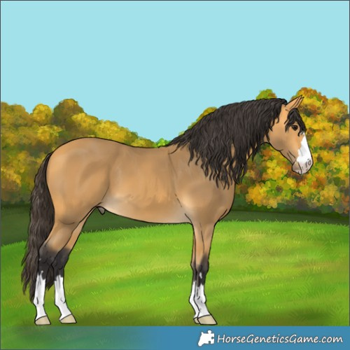Horse Color:Buckskin 