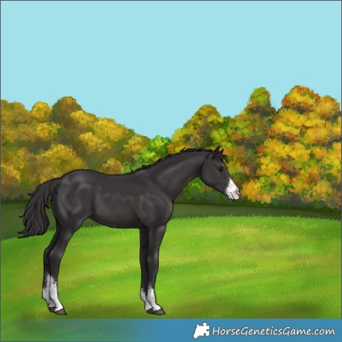 Horse Color:Smoky Black Sabino 