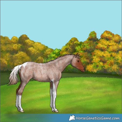 Horse Color:Red Roan Tobiano