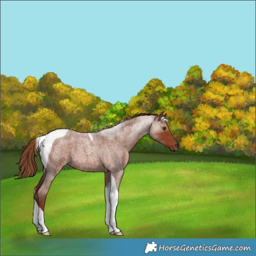 Horse Color:Red Roan Tobiano 