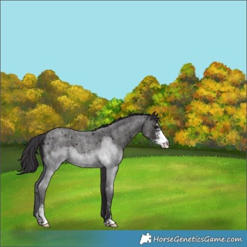 Horse Color:Smoky Blue Roan Sabino 