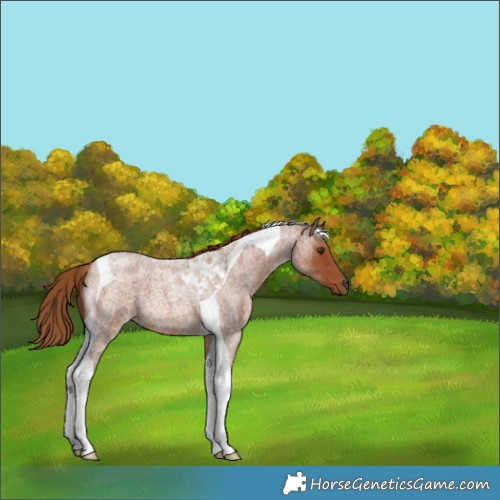 Horse Color:Red Roan Tobiano 