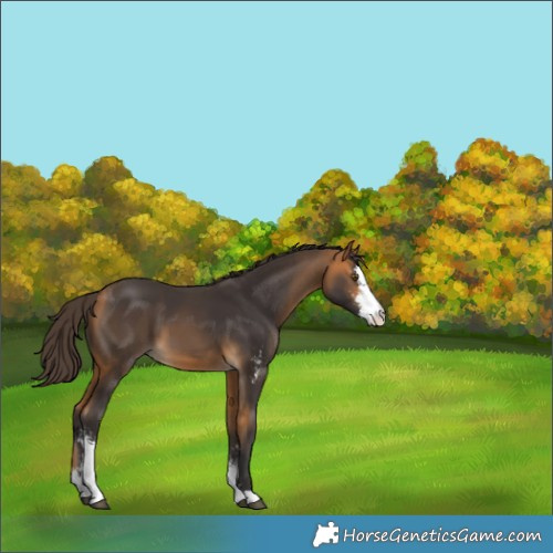 Horse Color:Buckskin Sabino 
