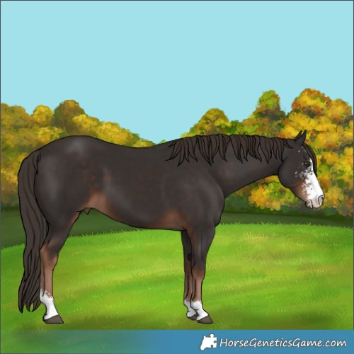 Horse Color:Liver Chestnut Sabino 
