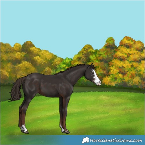 Horse Color:Liver Chestnut Sabino 