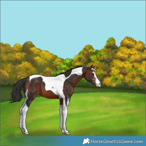 Horse Color:Brown Sabino Tobiano 