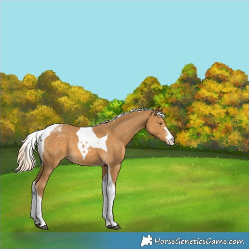 Horse Color:Palomino Sabino Tobiano 