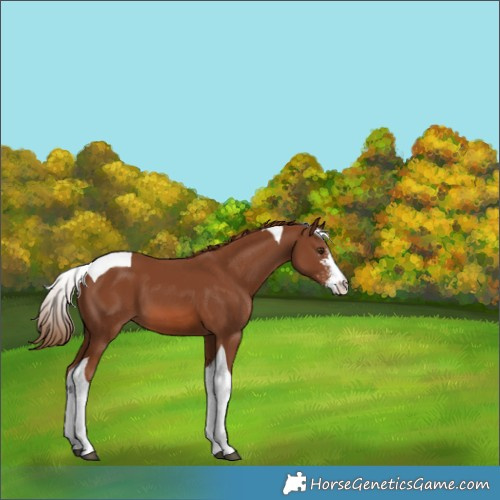 Horse Color:Chestnut Sabino Tobiano 