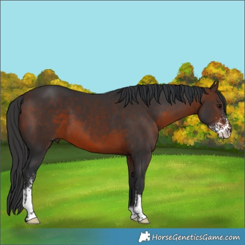 Horse Color:Brown Sabino 
