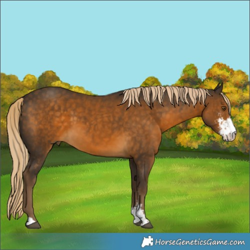 Horse Color:Chocolate Palomino Sabino 