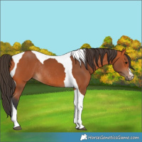 Horse Color:Bay Tobiano Rabicano 