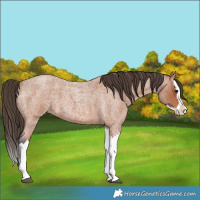 Horse Color:Bay Roan Splash Varnish 
