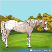 Horse Color:Chocolate Palomino Roan Splash Blanket 