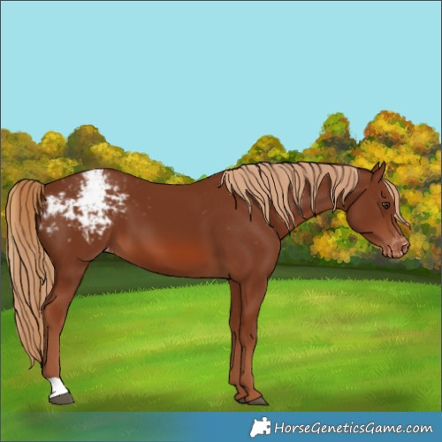Horse Color:Unknown 